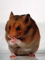 A hamster. It's symbolism.